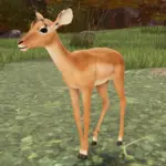 Саванная жизнь коды (Savannah Life Codes)